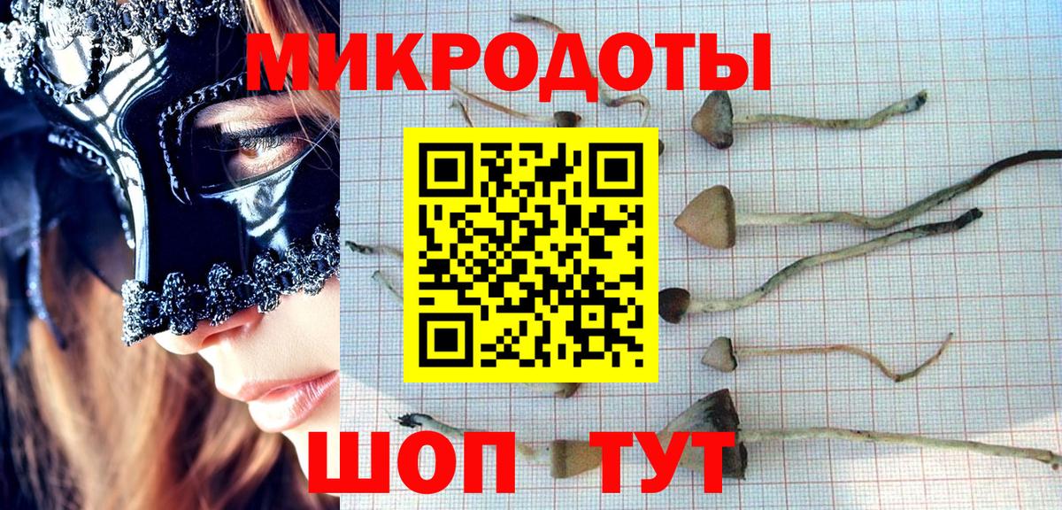 Галлюциногенные грибы Psilocybine cubensis Саранск